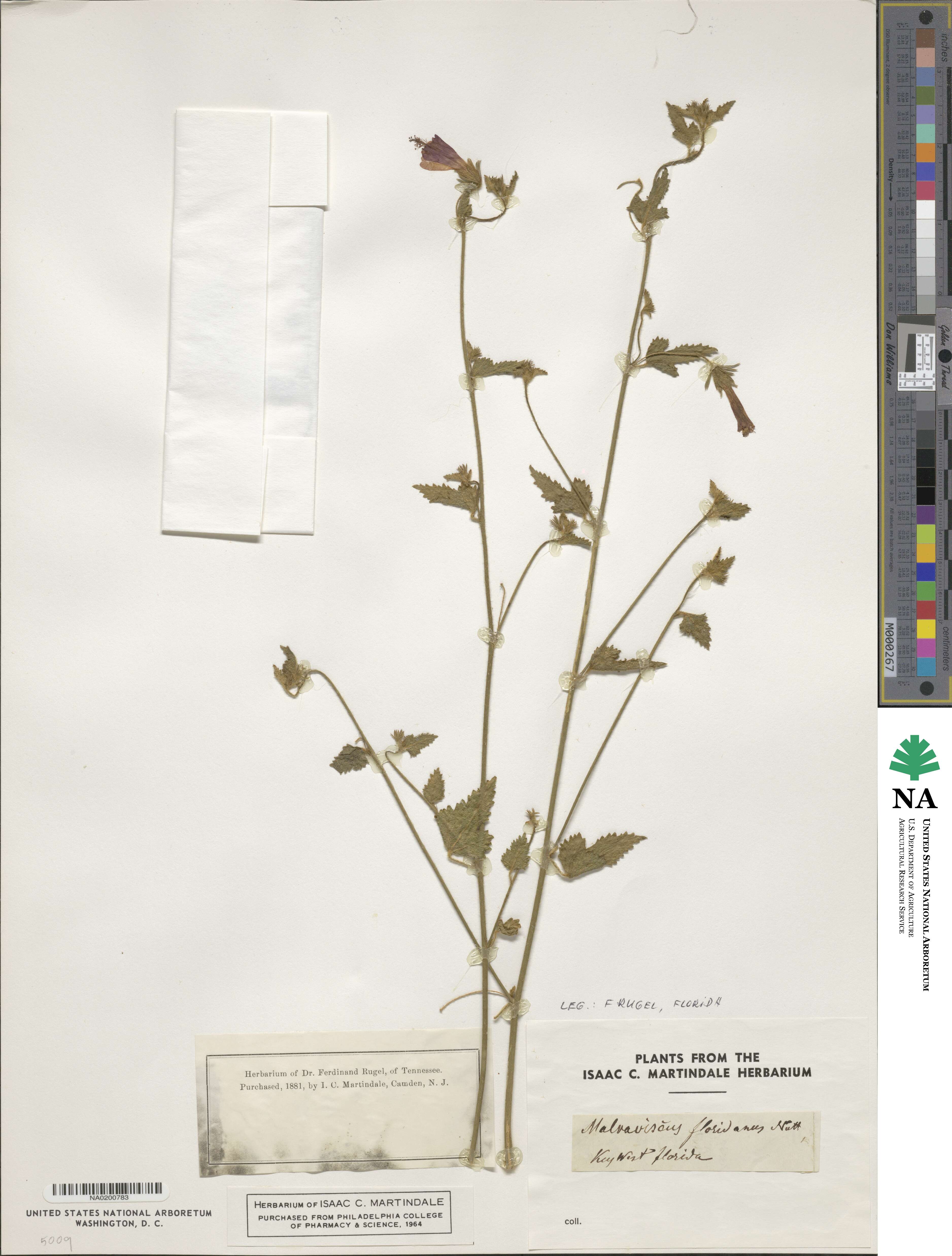 Hibiscus poeppigii image