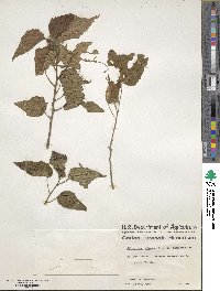 Malvaviscus arboreus var. mexicanus image