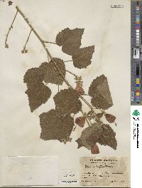 Malvaviscus arboreus var. mexicanus image