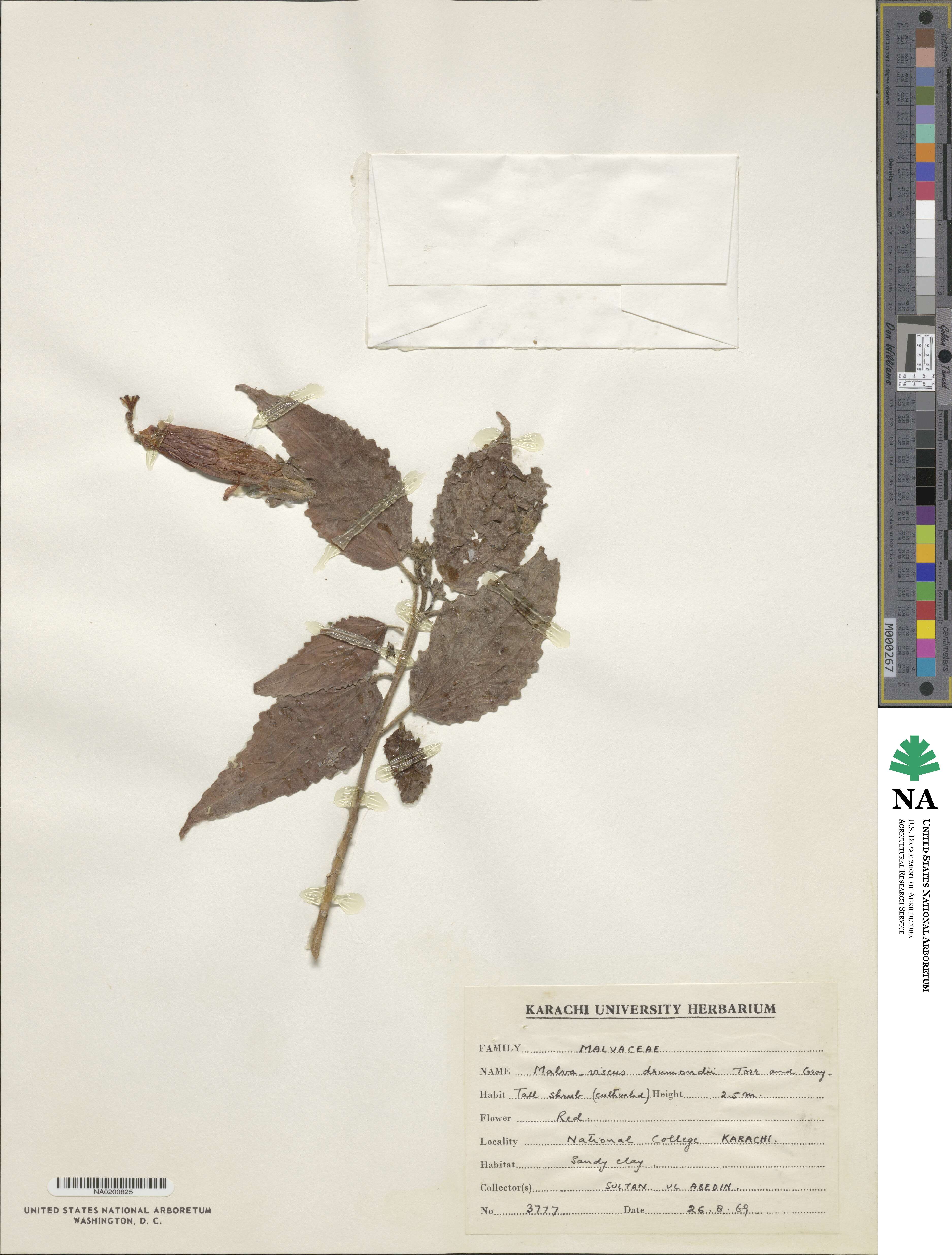 Malvaviscus arboreus image
