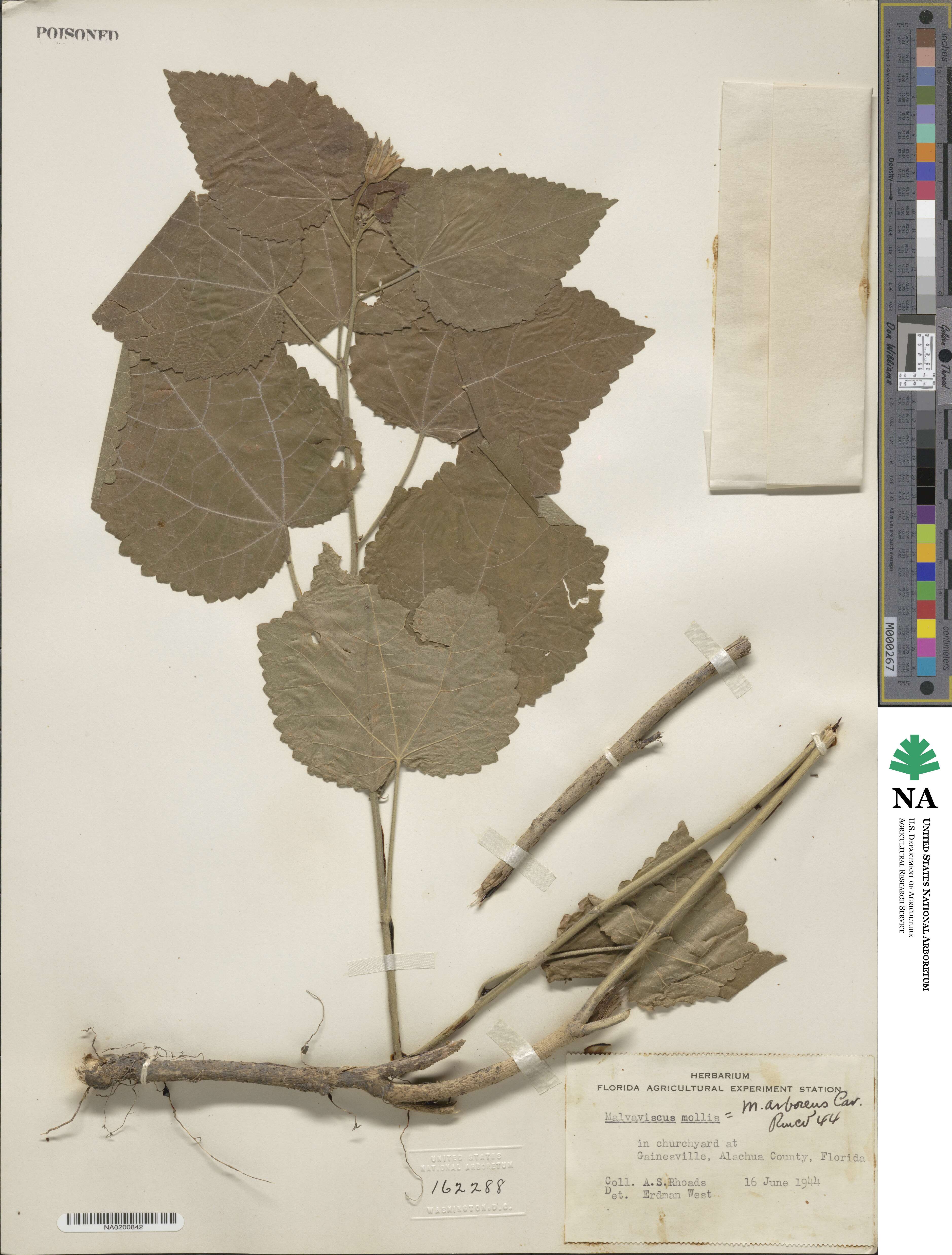Malvaviscus image