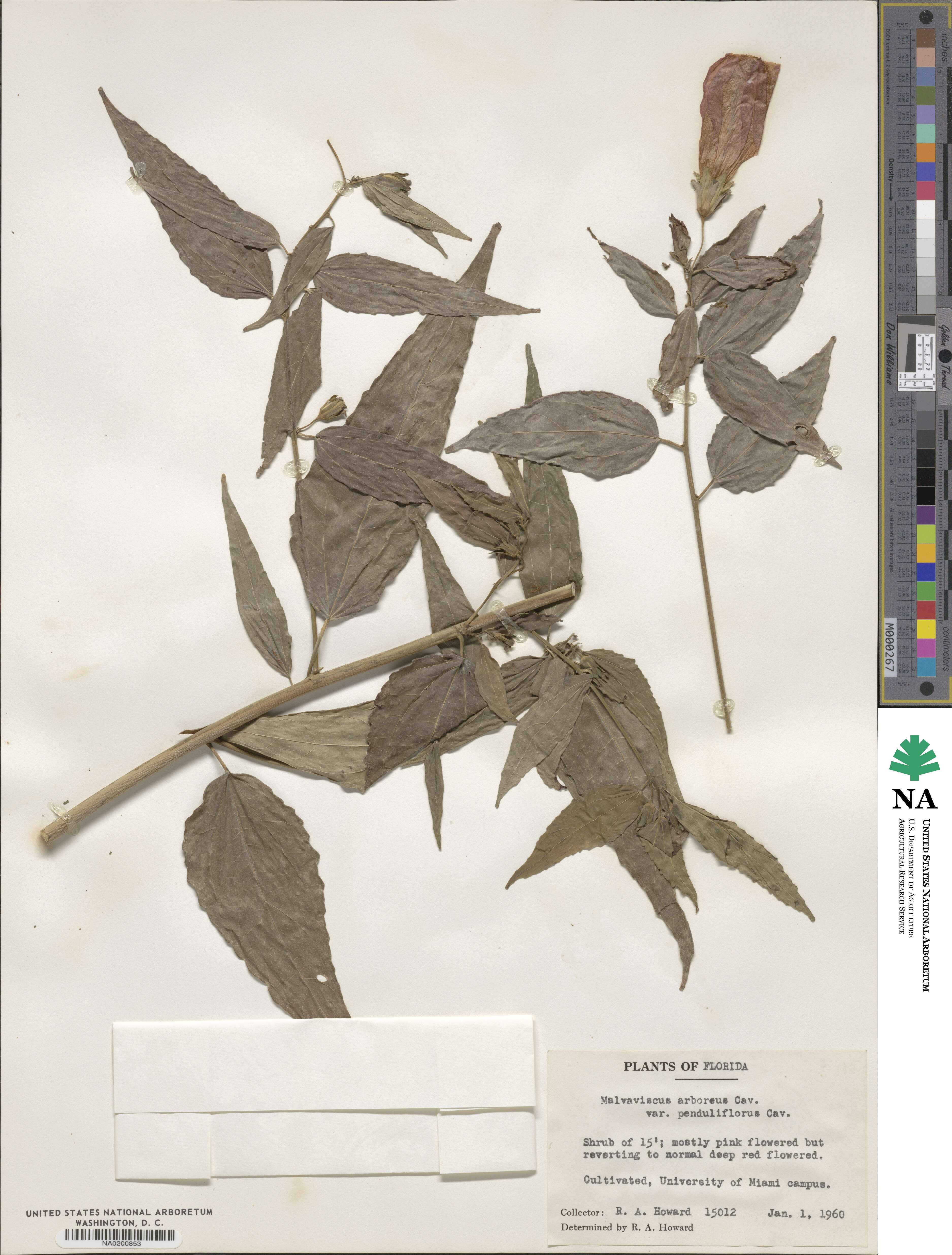 Malvaviscus penduliflorus image