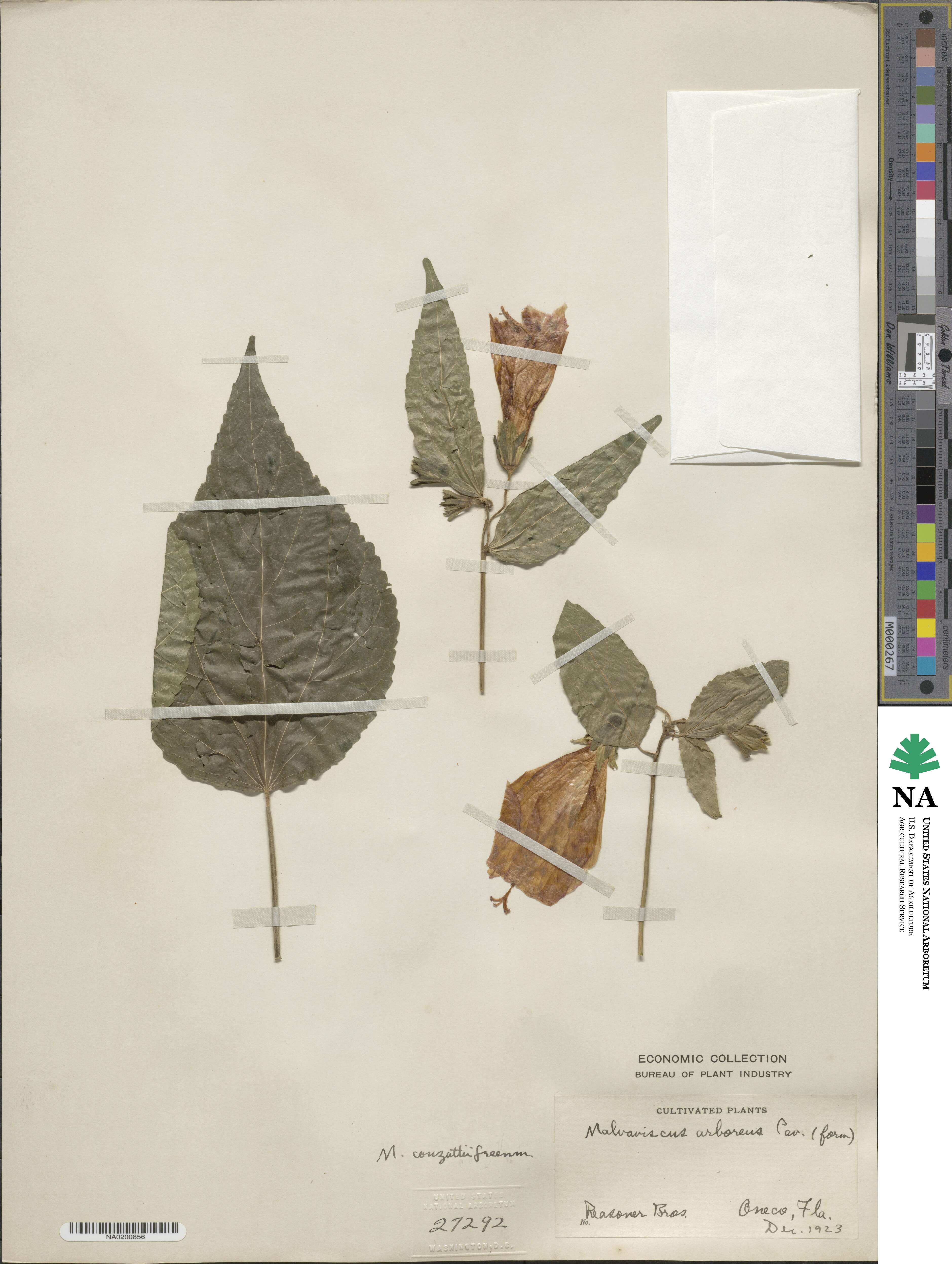Malvaviscus arboreus var. mexicanus image