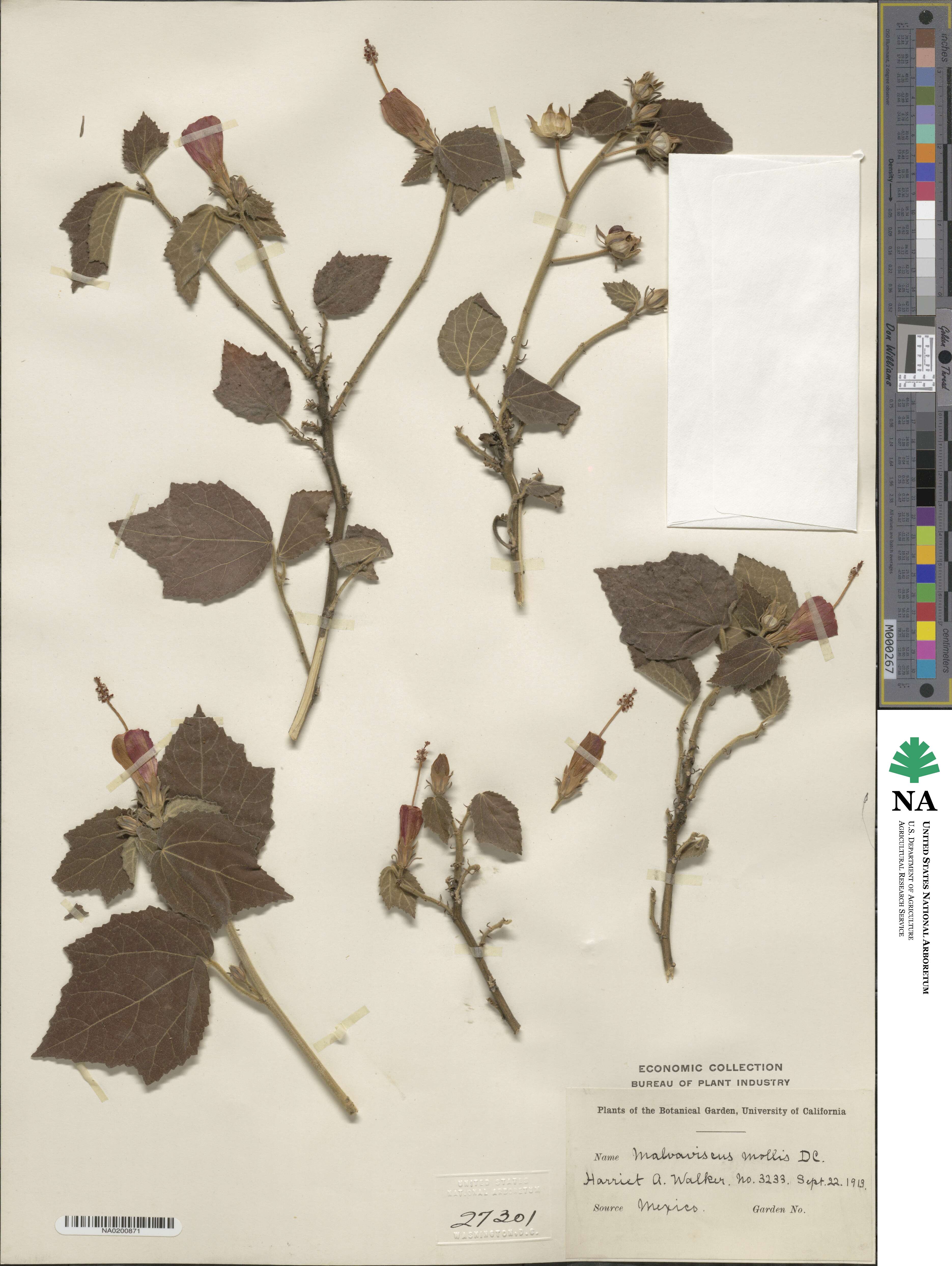 Malvaviscus arboreus subsp. arboreus image