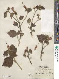 Malvaviscus arboreus subsp. arboreus image