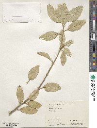 Lagunaria patersonii image