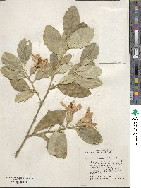 Lagunaria patersonii image