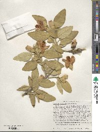 Lagunaria patersonii image