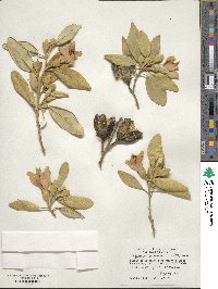 Lagunaria patersonii image