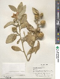 Lagunaria patersonii image