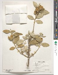 Lagunaria patersonii image