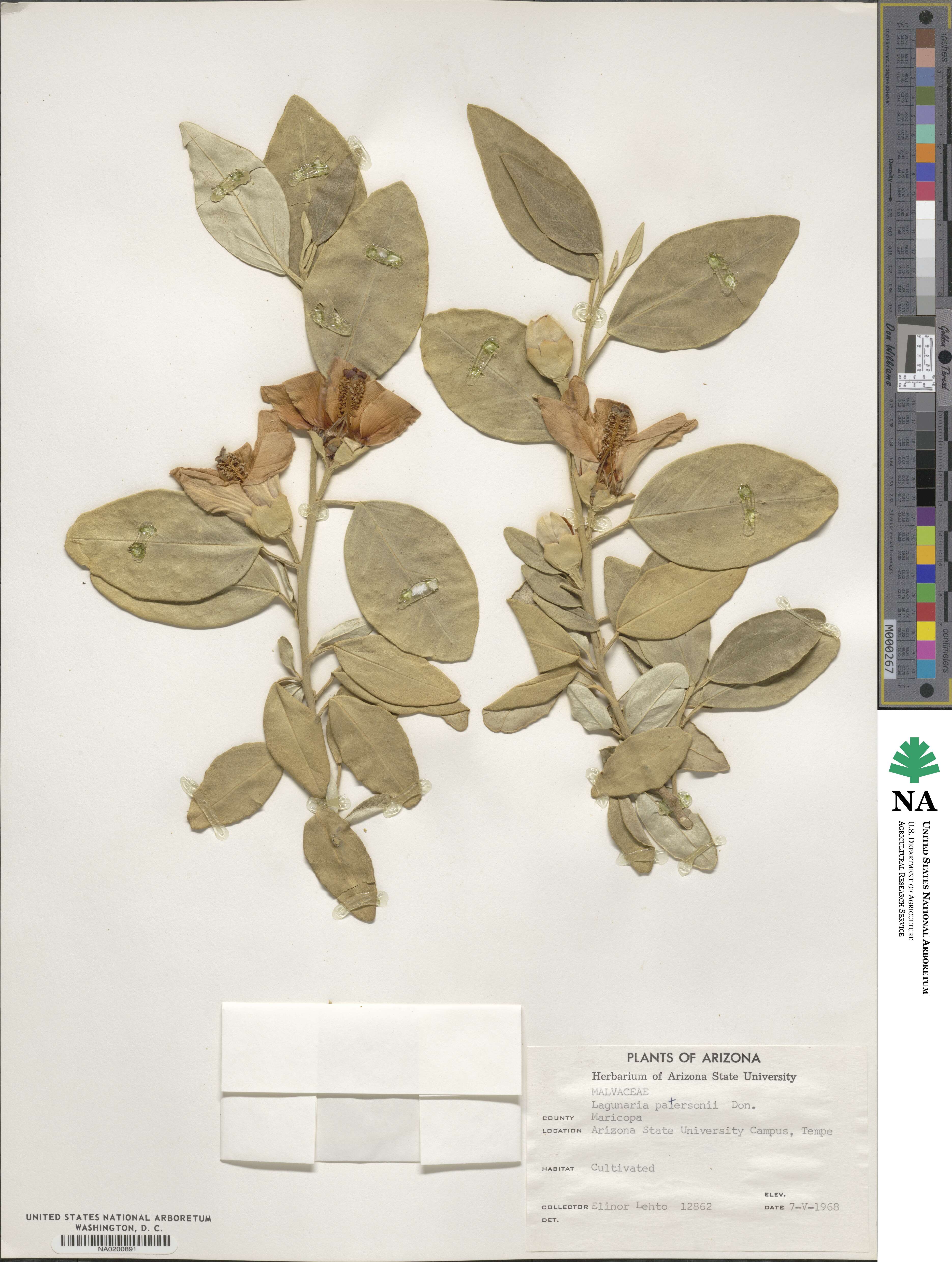 Lagunaria patersonii image