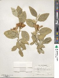 Lagunaria patersonii image