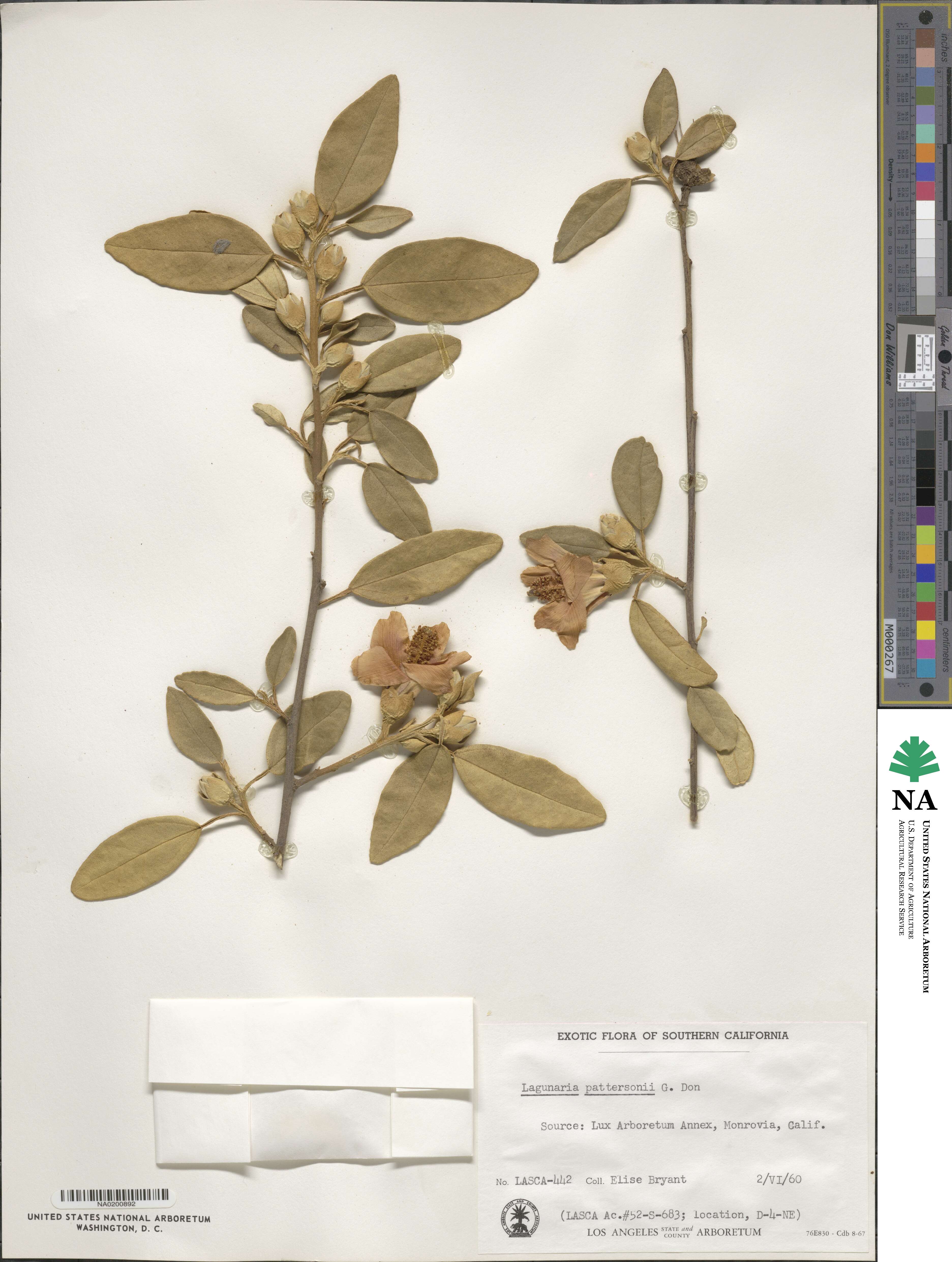 Lagunaria patersonii image