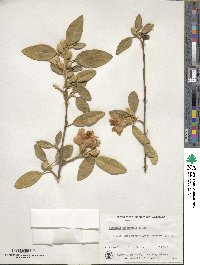 Lagunaria patersonii image