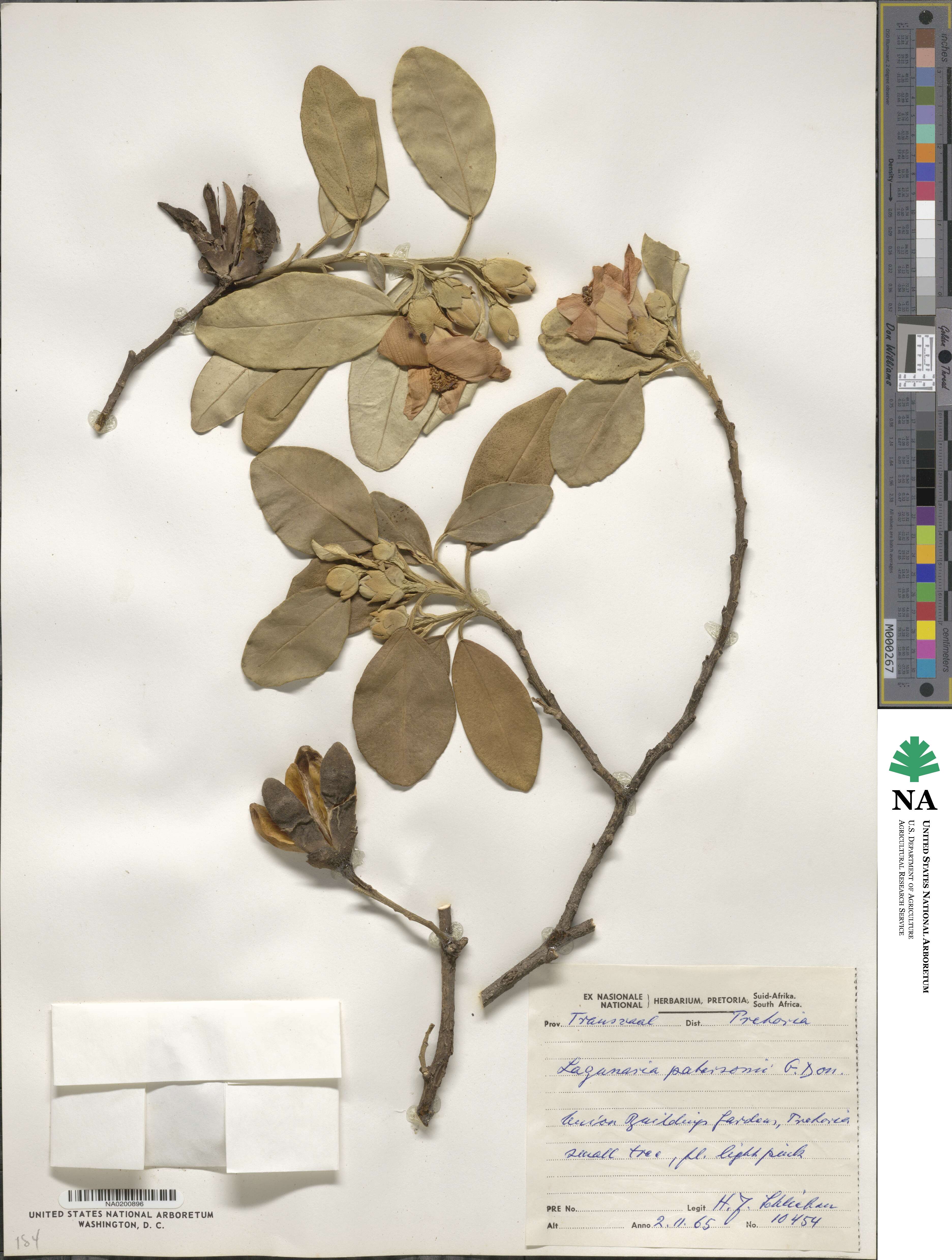 Lagunaria patersonii image