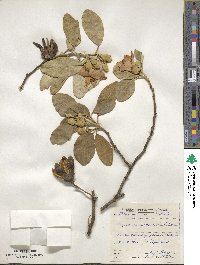 Lagunaria patersonii image