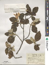 Lagunaria patersonii image