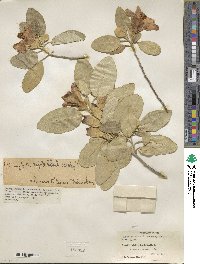 Lagunaria patersonii image