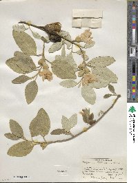 Lagunaria patersonii image