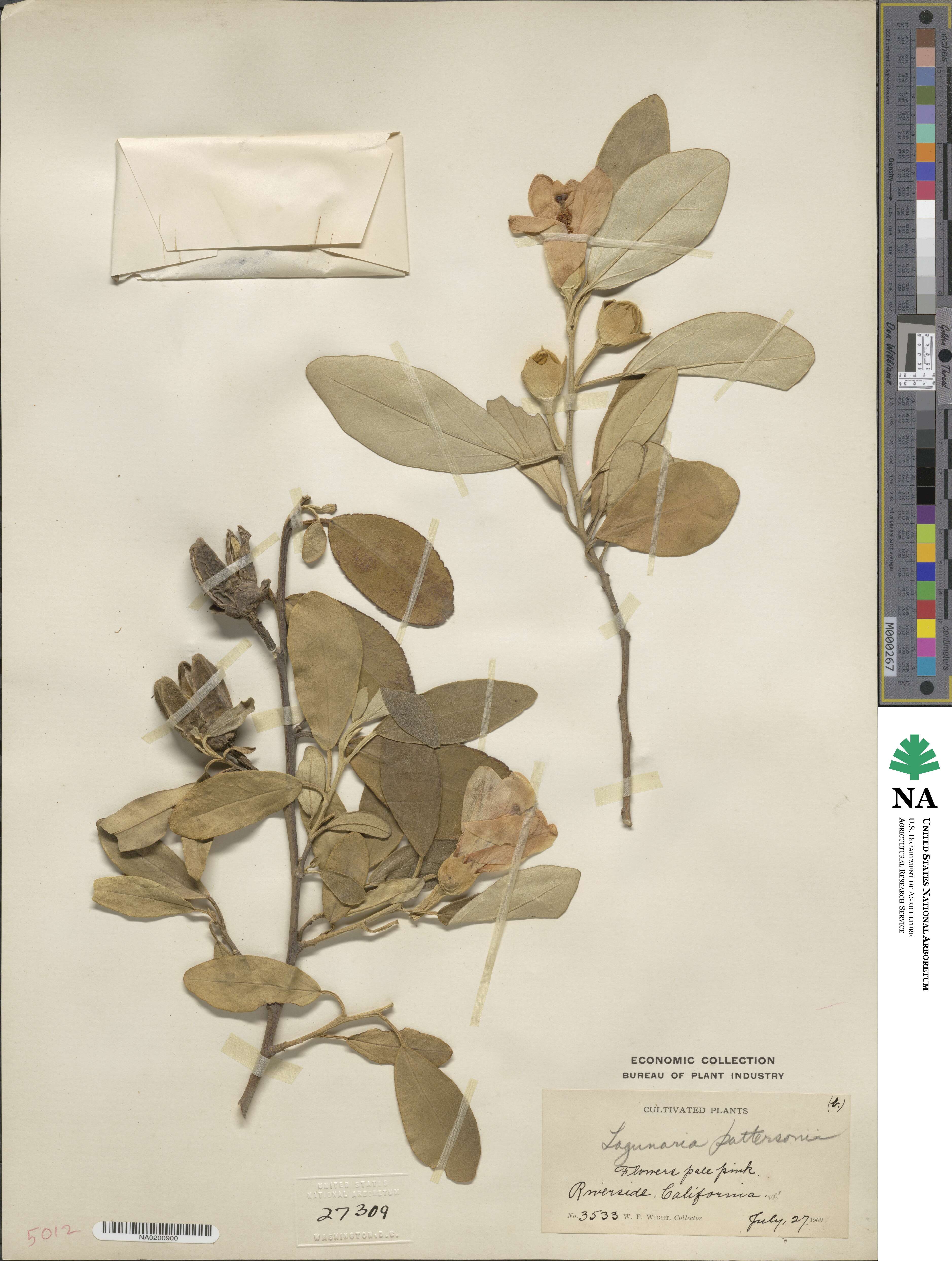 Lagunaria patersonii image