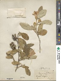 Lagunaria patersonii image