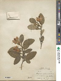 Lagunaria patersonii image