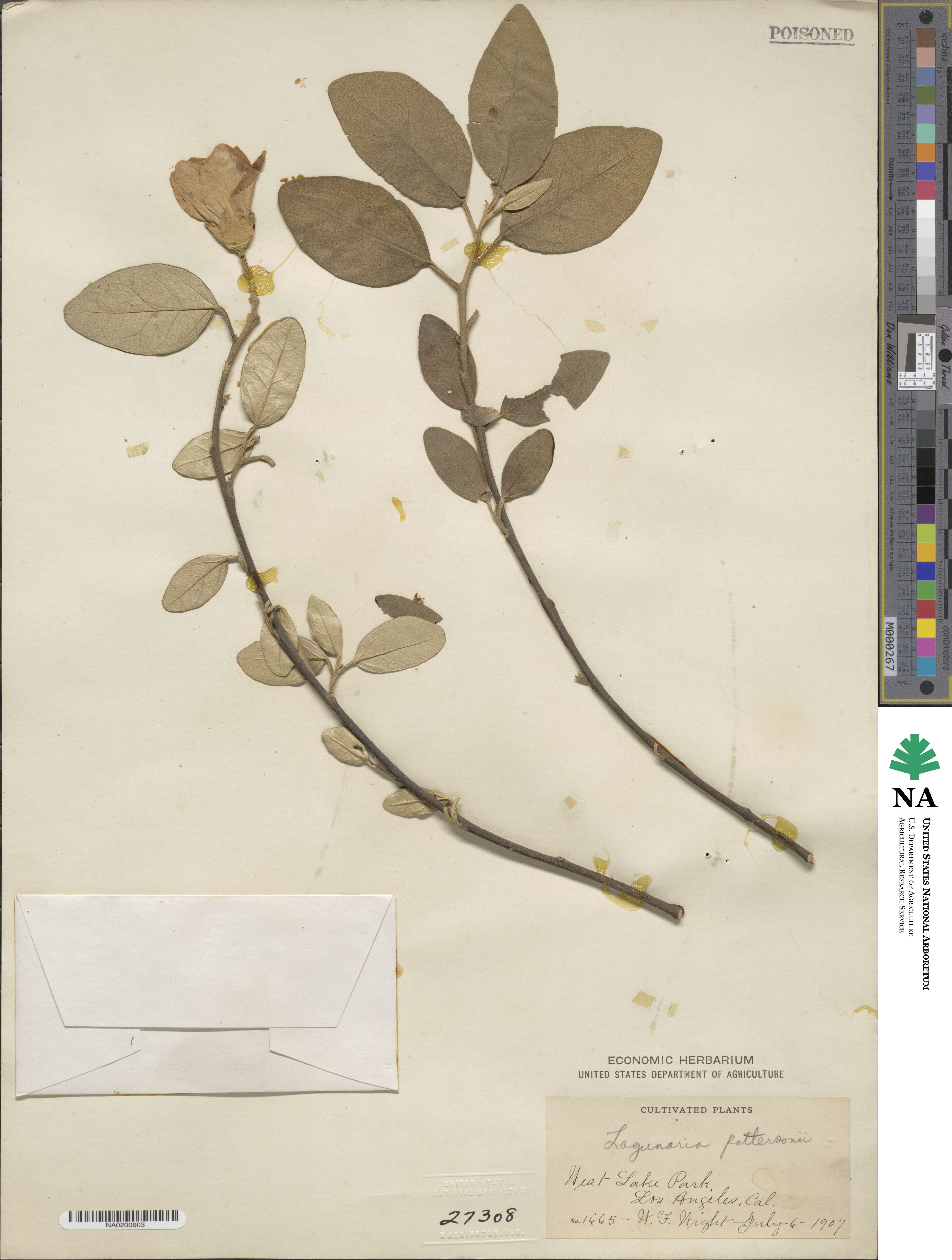 Lagunaria patersonii image