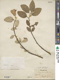 Lagunaria patersonii image