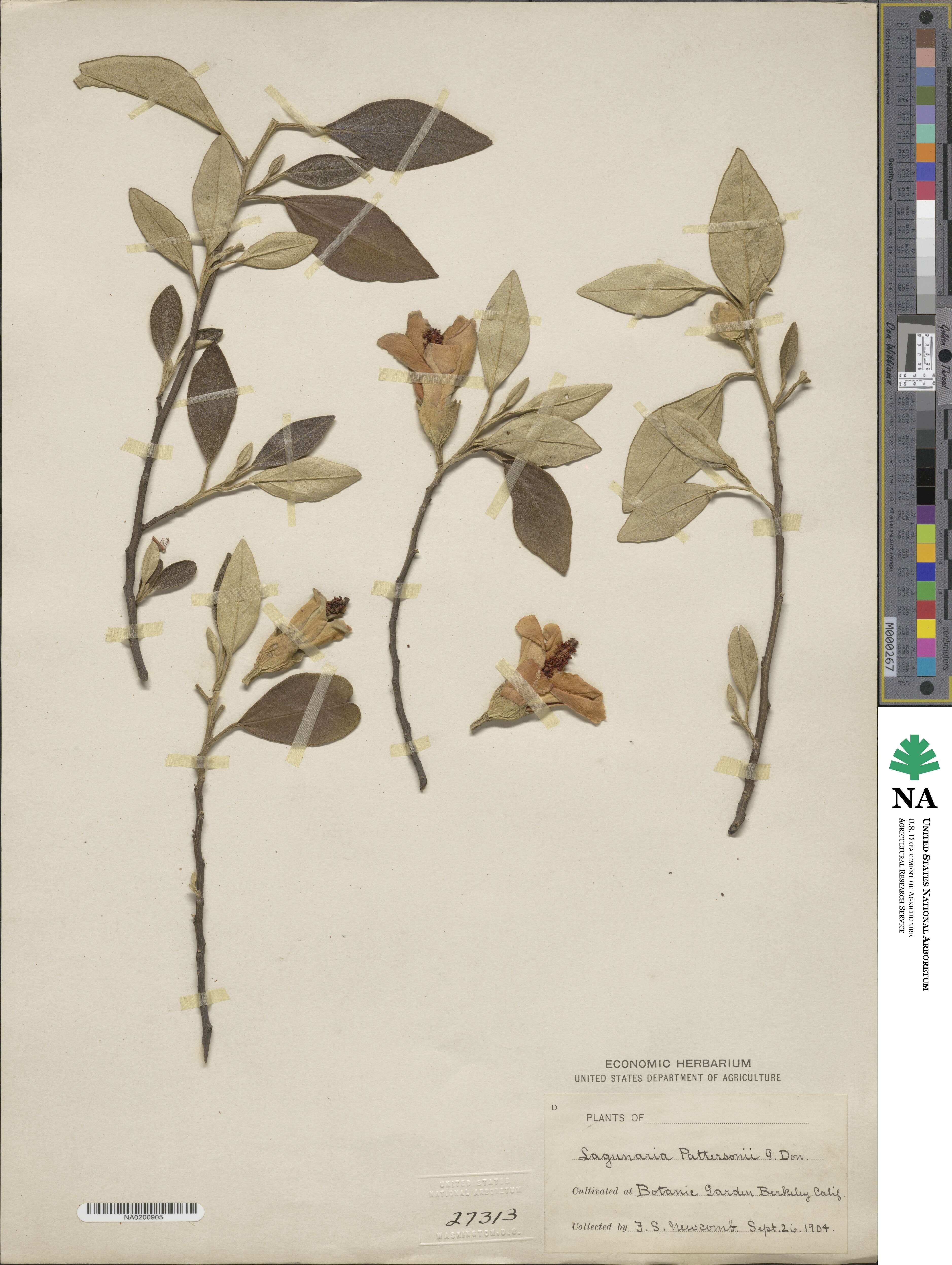 Lagunaria patersonii image