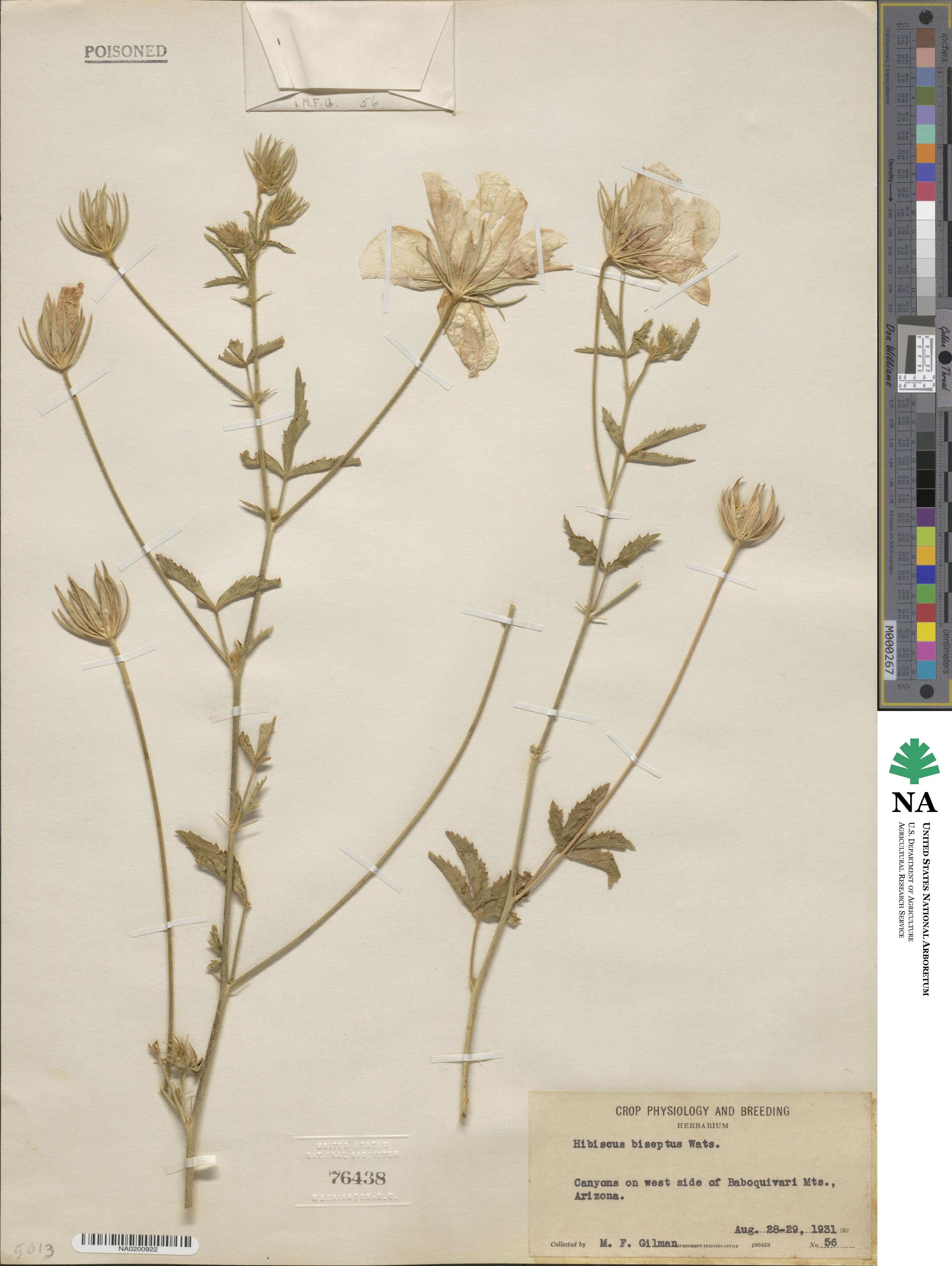 Hibiscus biseptus image