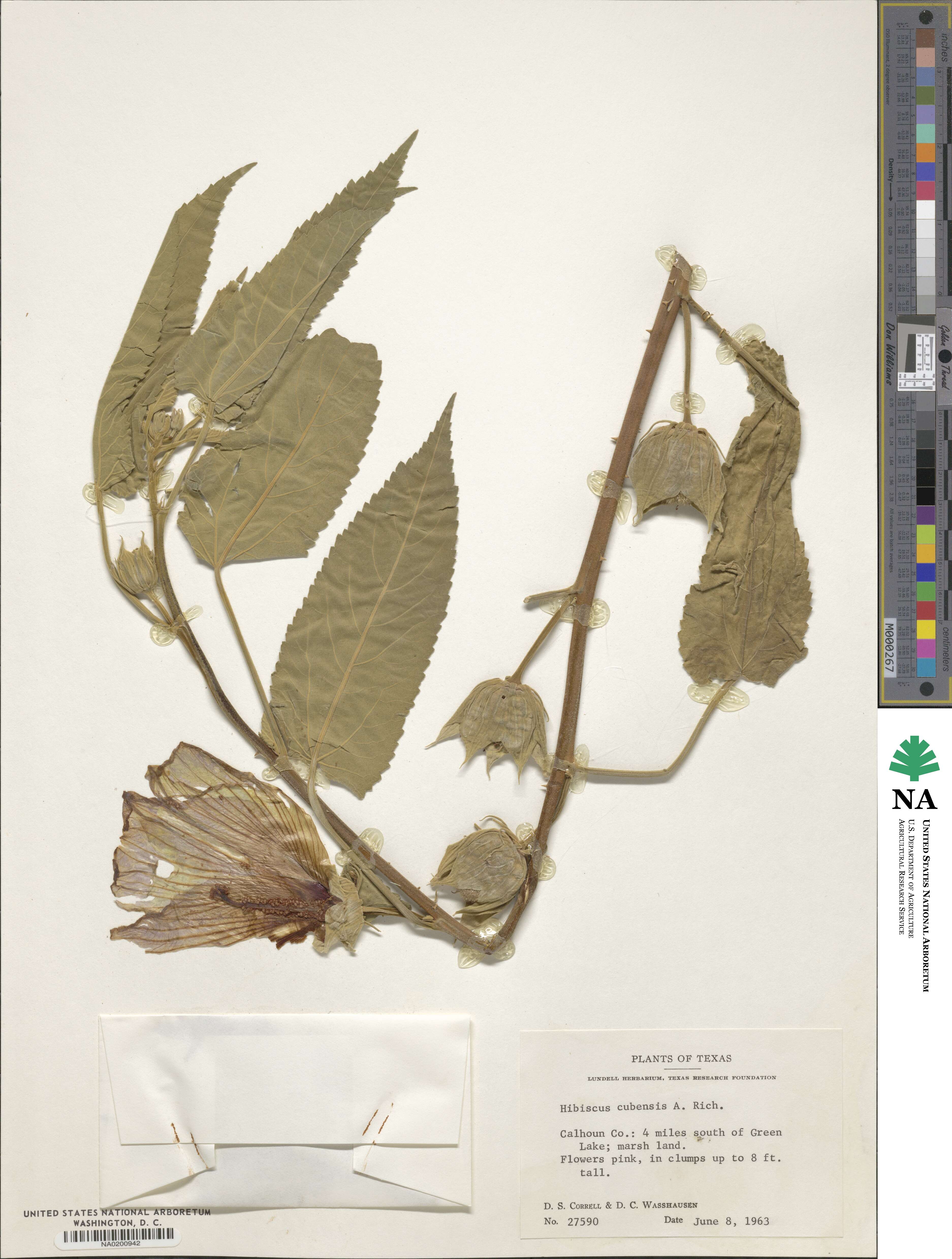 Hibiscus striatus subsp. lambertianus image