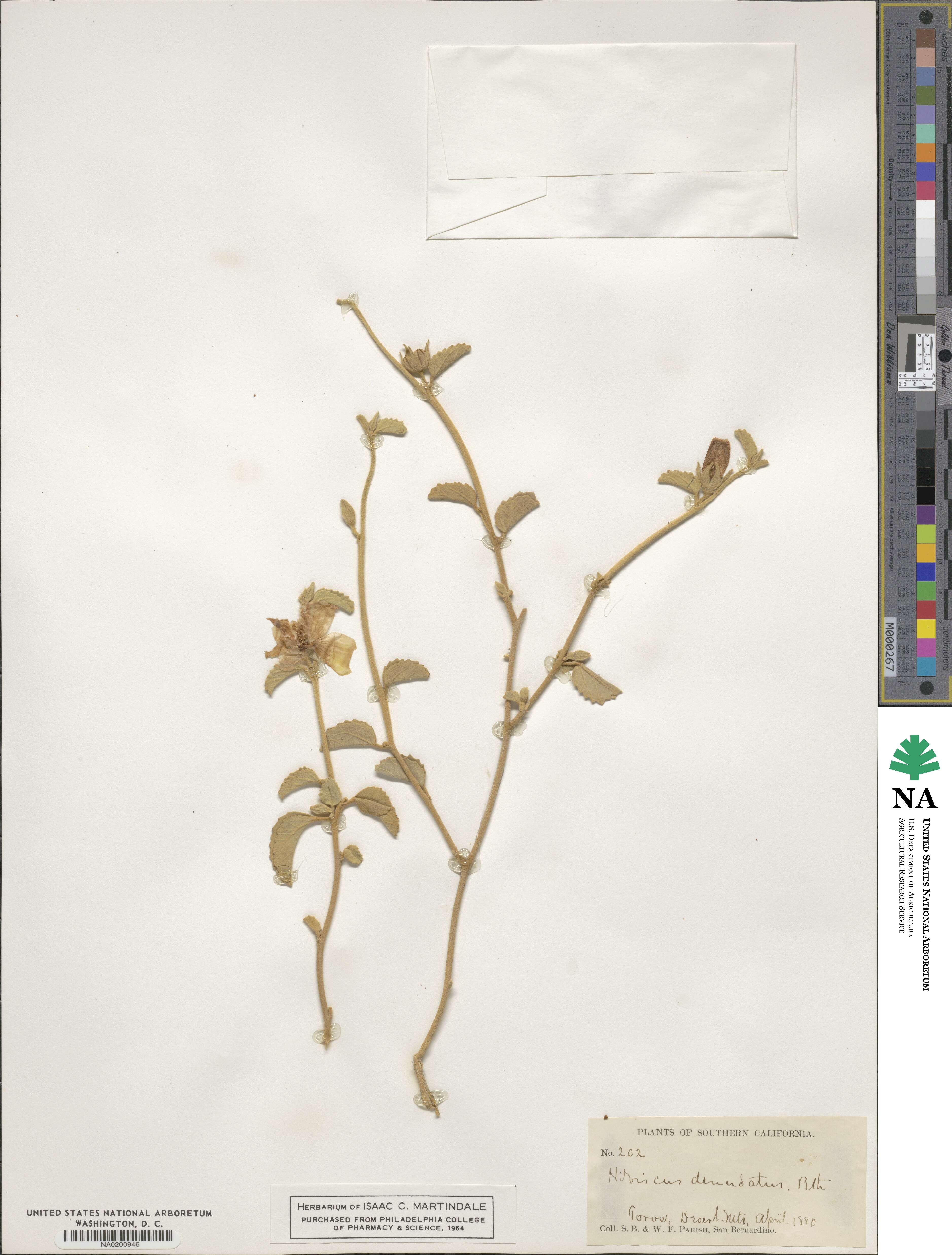 Hibiscus denudatus image