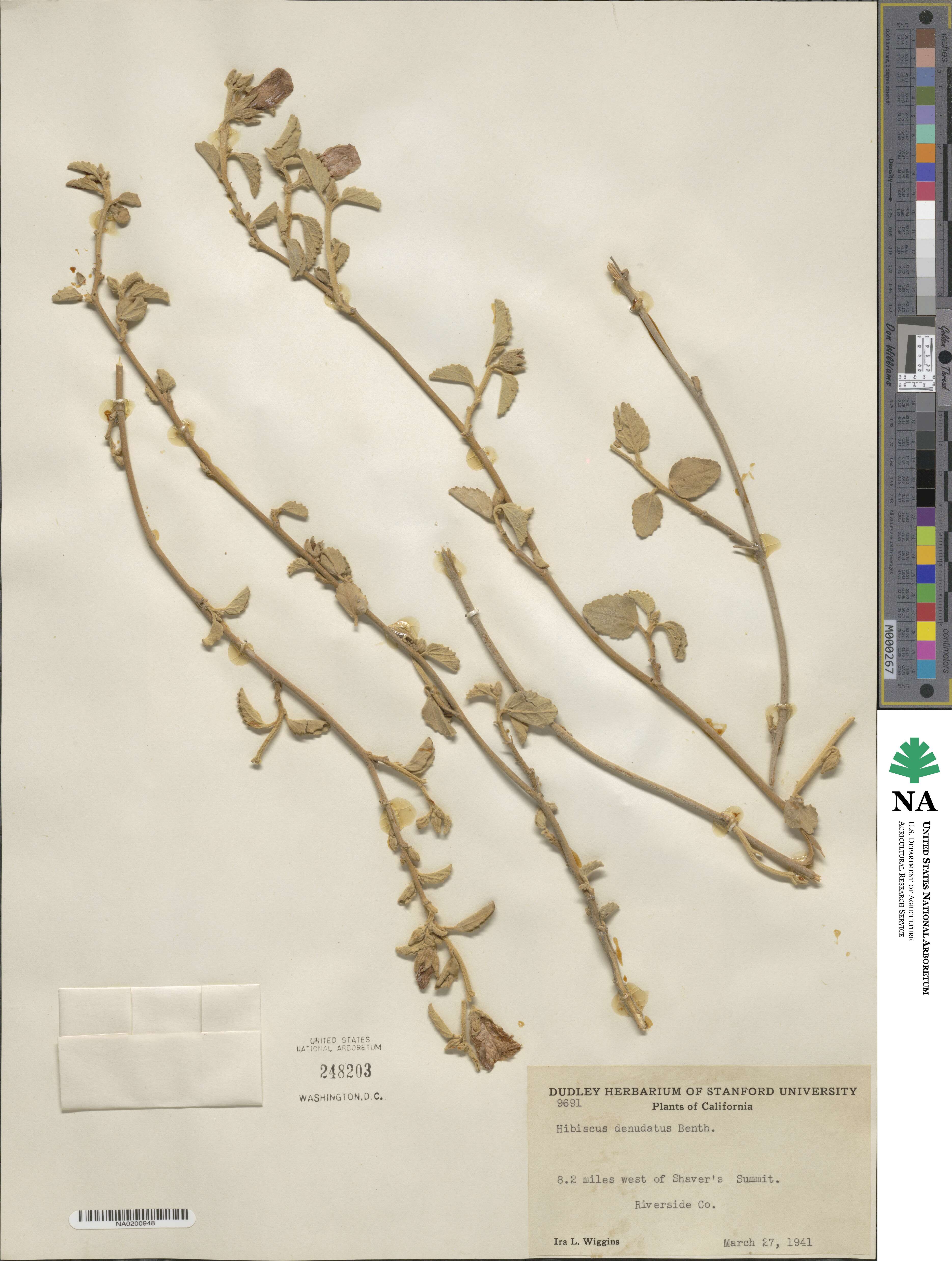 Hibiscus denudatus image