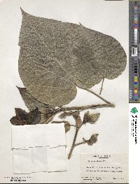 Hibiscus elatus image