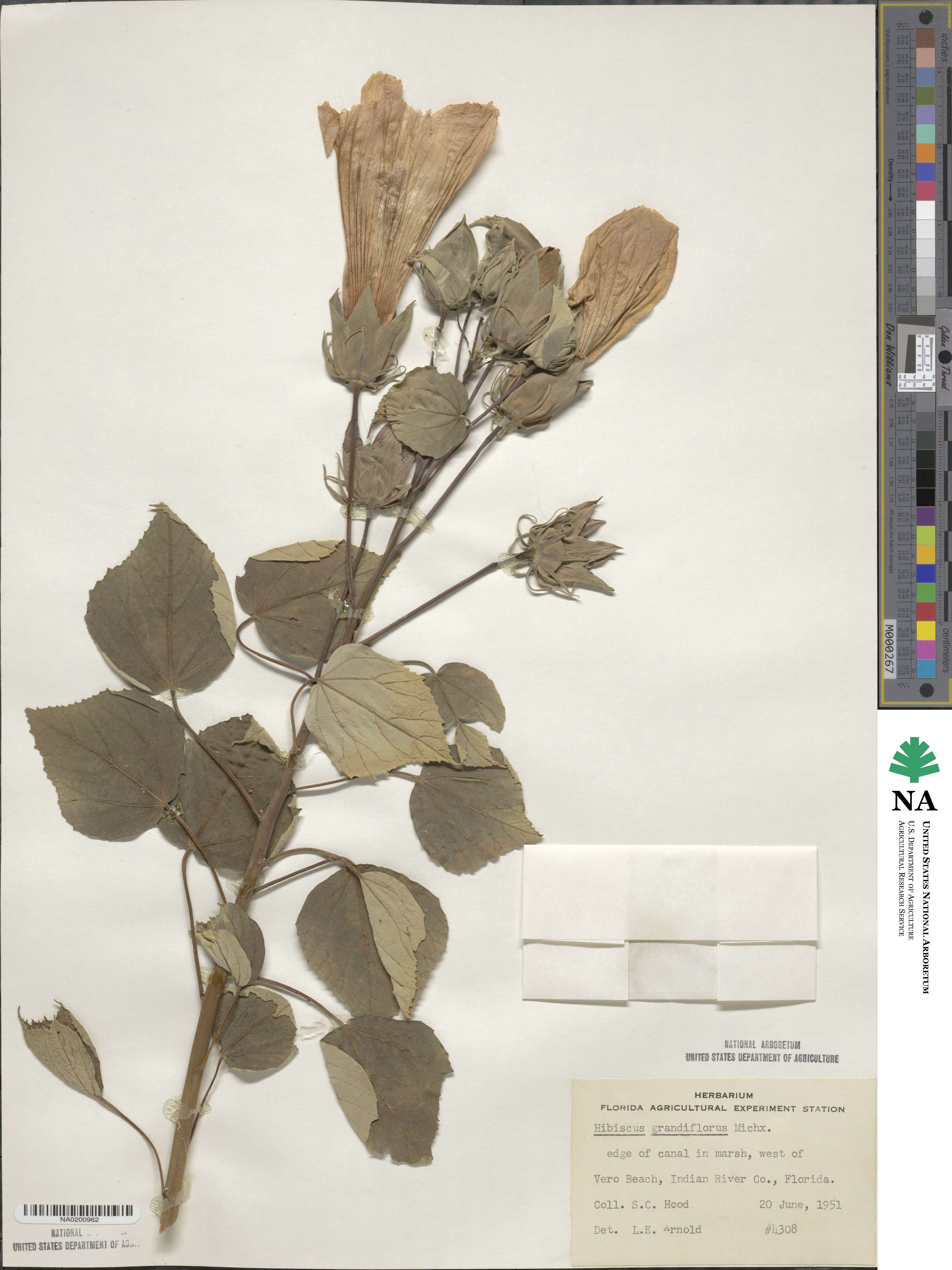 Hibiscus grandiflorus image