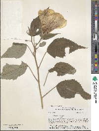 Hibiscus moscheutos subsp. lasiocarpos image