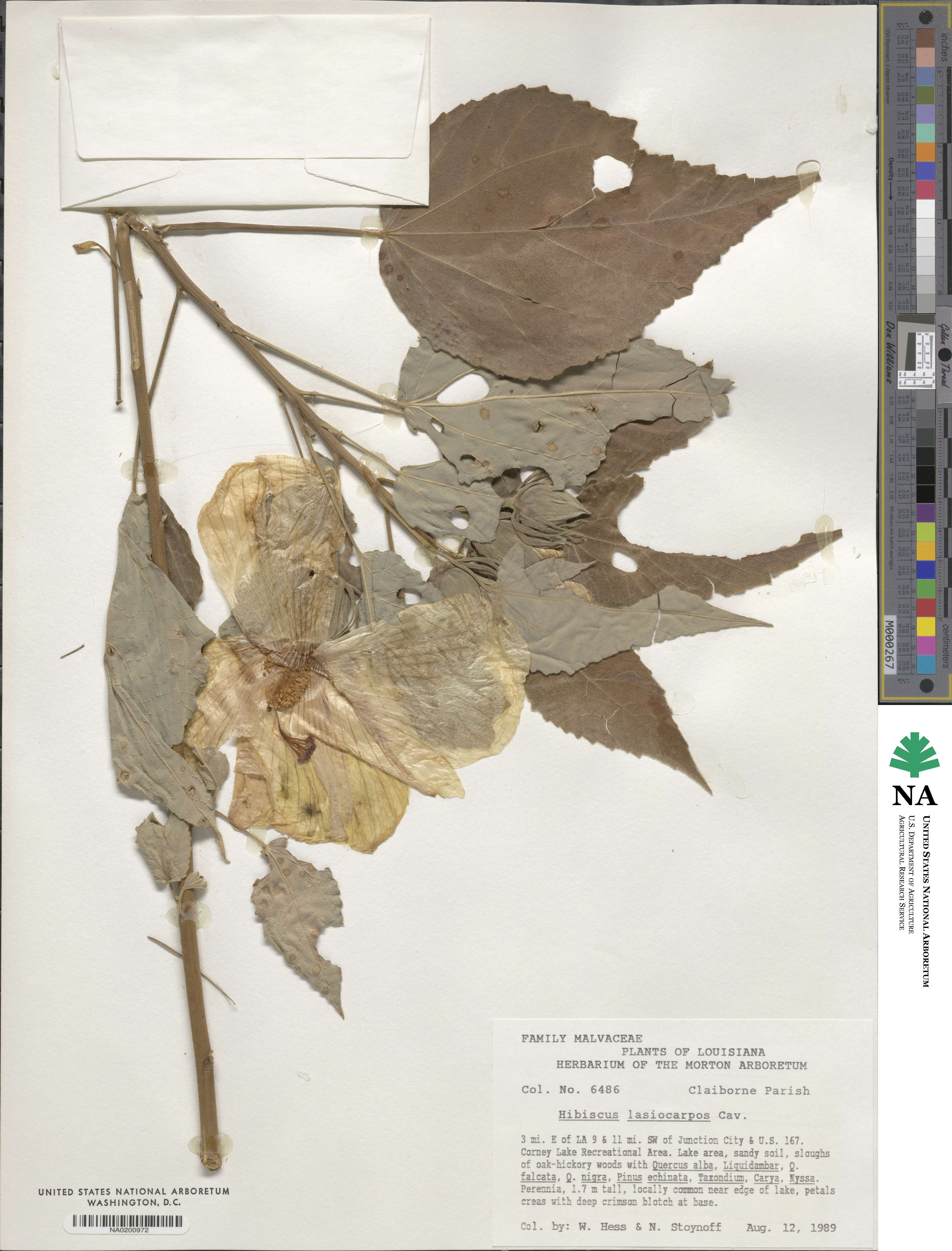 Hibiscus moscheutos image