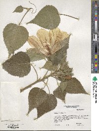 Hibiscus moscheutos subsp. lasiocarpos image