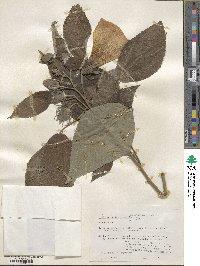 Hibiscus moscheutos subsp. lasiocarpos image