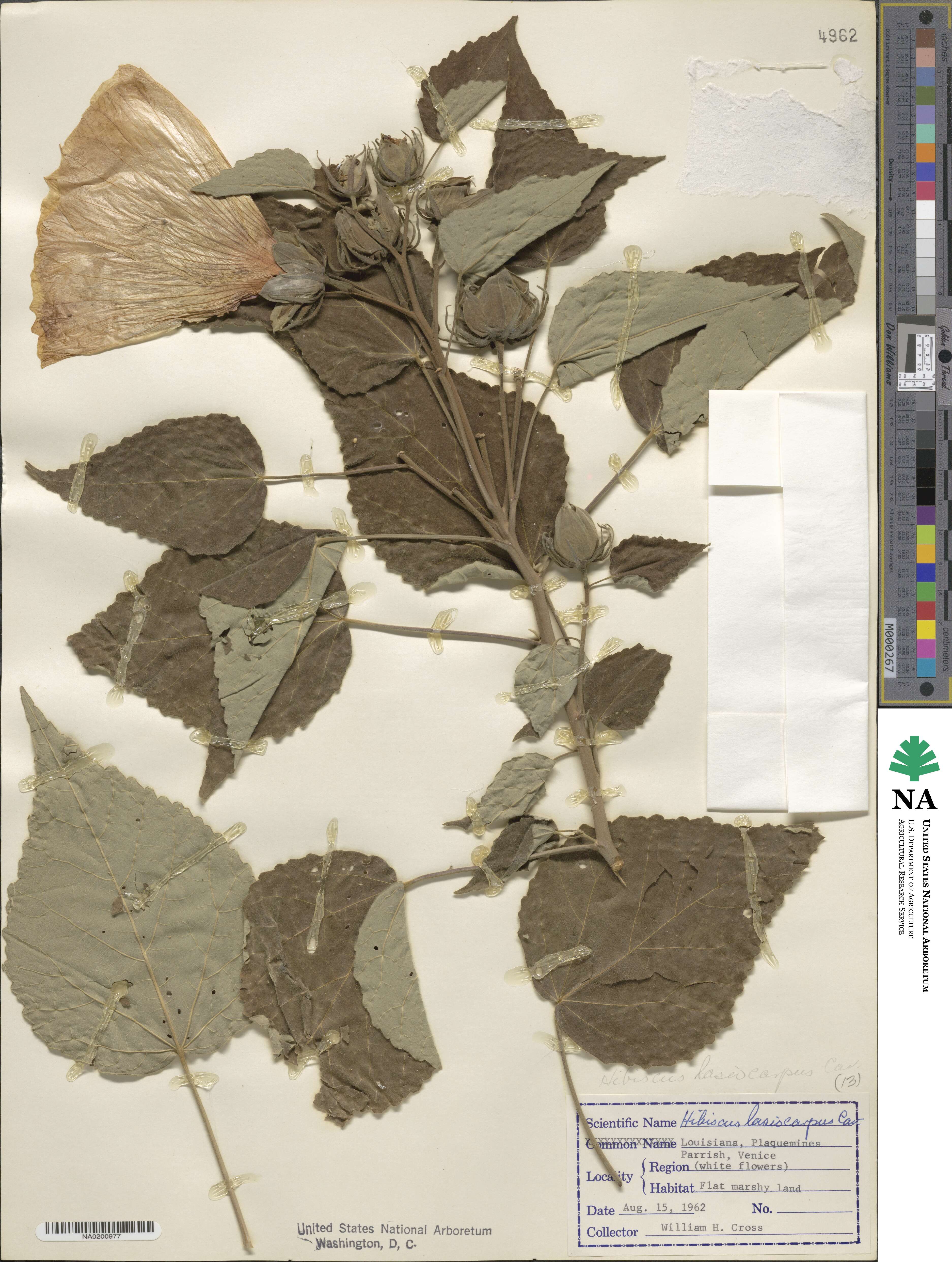 Hibiscus moscheutos subsp. lasiocarpos image