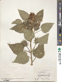 Hibiscus moscheutos subsp. lasiocarpos image