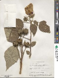 Hibiscus moscheutos subsp. lasiocarpos image