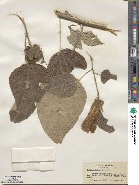 Hibiscus moscheutos subsp. lasiocarpos image