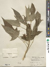 Hibiscus laevis image