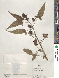 Hibiscus laevis image