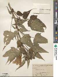 Hibiscus laevis image