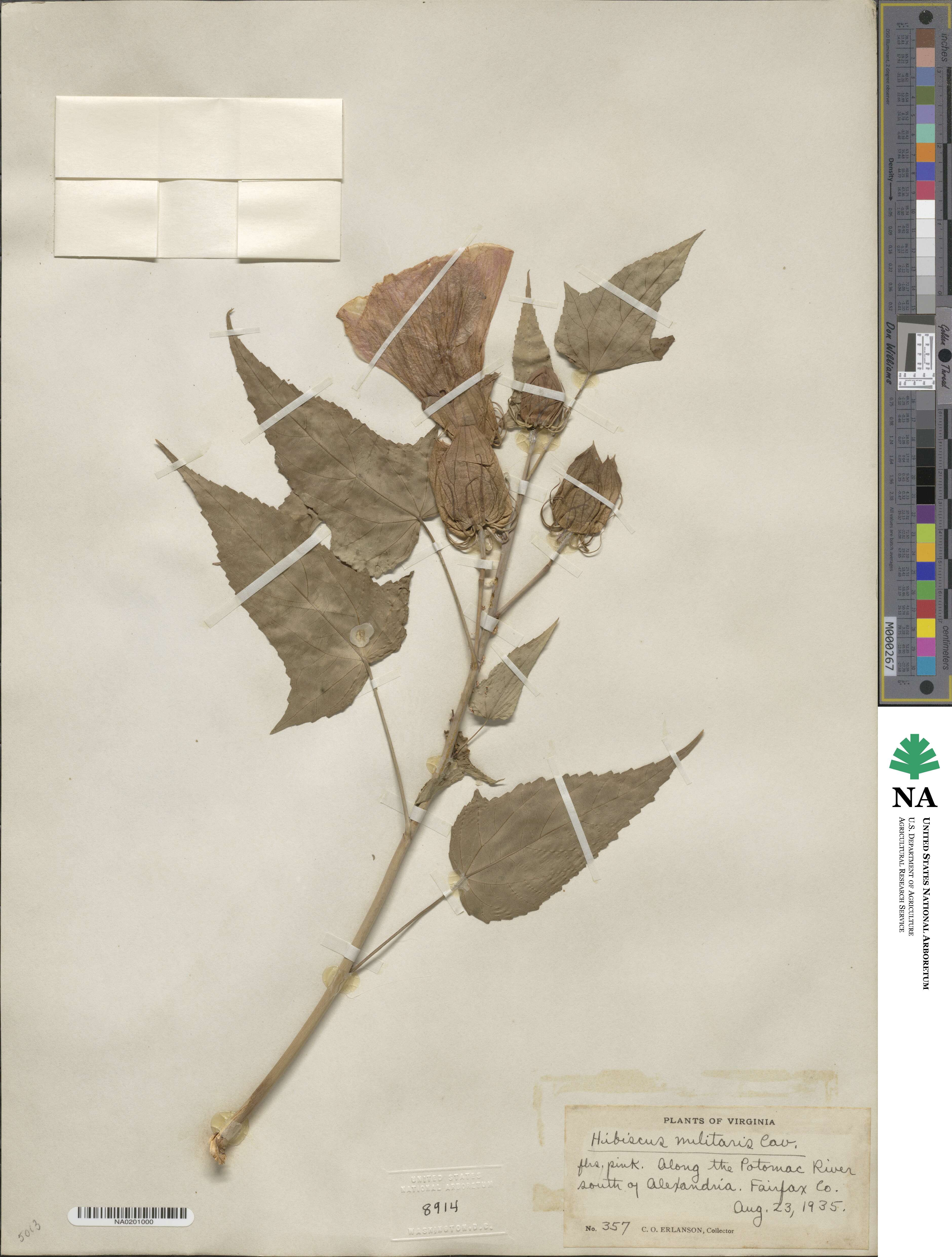 Hibiscus laevis image
