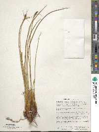 Marsippospermum grandiflorum image