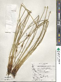 Marsippospermum grandiflorum image